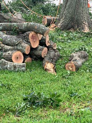 Large oak tree