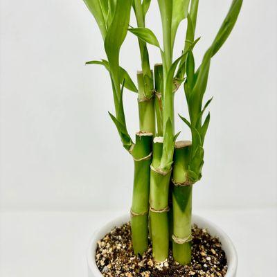 Lucky Bamboo