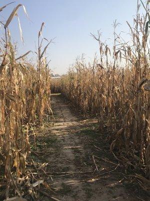 Corn maze