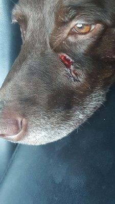 This was the injury my dog received at Puppy Love Kennel...