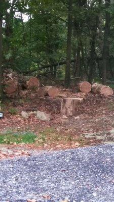 A 3ft diameter tree needed to be cut down and removed