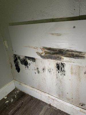 black mold