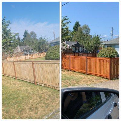 Before and After fence stain