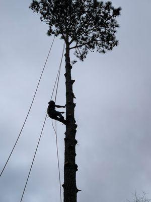 climber getting ready to cut down the canopy of the tree.