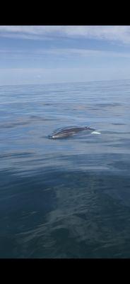 Minke whale