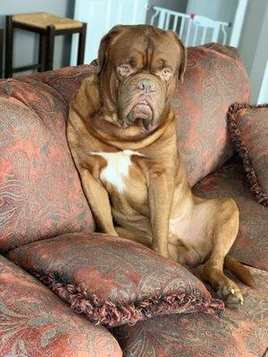 Kai loves to sit on couch like everyone else!