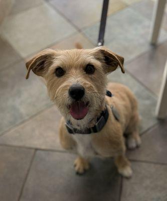 Woody with a great big smile after his spa day - you can't see it in the pic, but he had such a cute blue bow tie