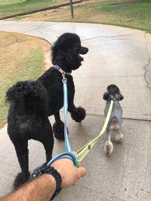 Happy dogs back with daddy in Hawaii hanks air animal