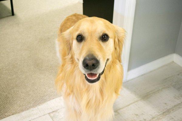 Meet Cooper our therapy dog.