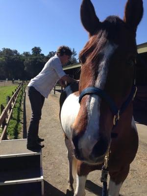 Equine Rolfing: working with pelvic spinal relationship in a hunter jumper.