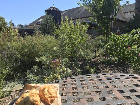 Ginger scone, currant scone, and the colorful gardens