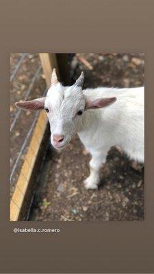 Casper the Friendly Goat