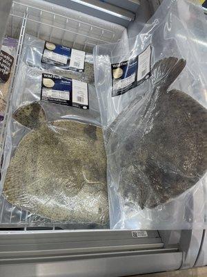 Whole turbot fish