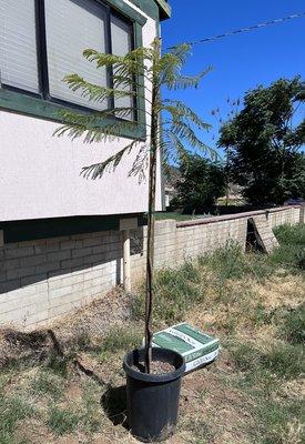 Jacaranda tree