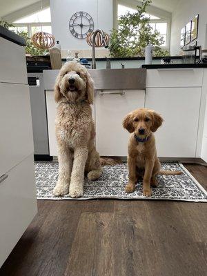 Calvin and his best friend. He gets on well with other dogs.