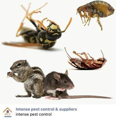 LET US PESTER YOUR PEST!!!!