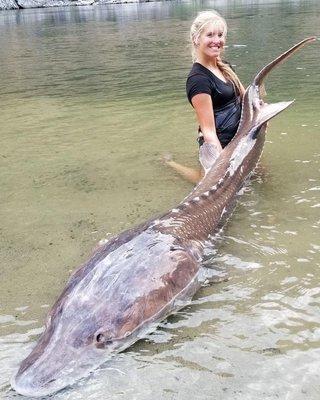 You can catch gigantic fish like this Sturgeon on our Fishing Trips!