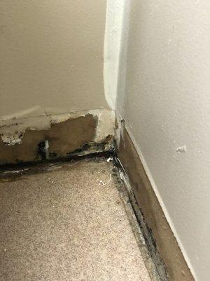 Black mold in the corner of women's bathroom.