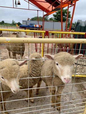 Sheeps love lettuce