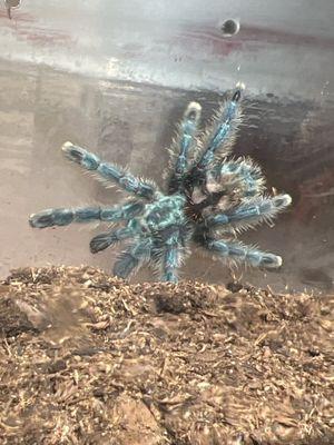 This is a beautiful C. Versicolor that I just picked up from the store!