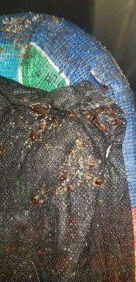 BED BUGS!!!!! No infestation is too big or small.