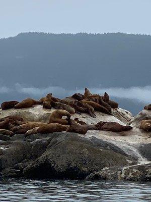 oh the things you will see on the glacier bay tour!!