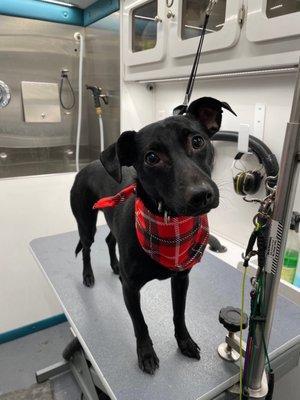 Henry after his spa treatment - the plaid bandana was a lovely touch!