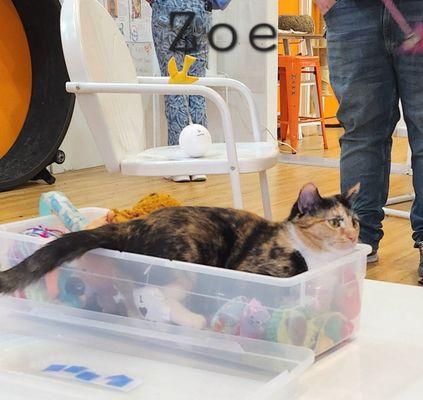 Mew Haven Cat Cafe