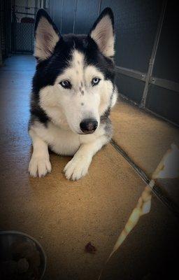 Husky getting some training!