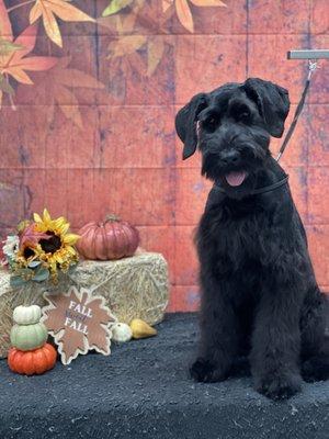 Fall is upon us; pumpkins and puppies :)