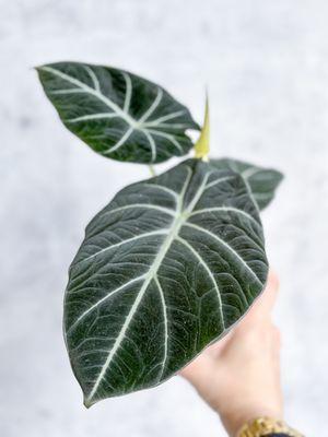 Alocasia Black Velvet