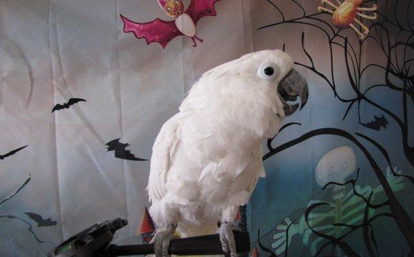 Our favorite Cockatoo, Toodles!