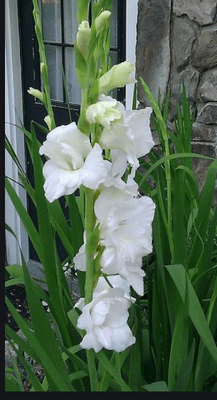 She hated these, calling them "funeral flowers" and is laughing with us now as we post them for this cremation service, on  Yelp. RIP