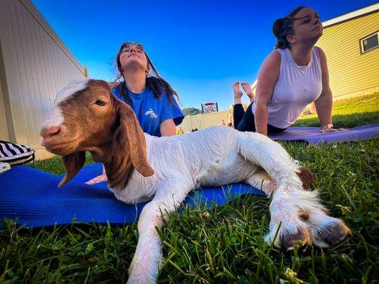 SAC Goat Yoga 2022