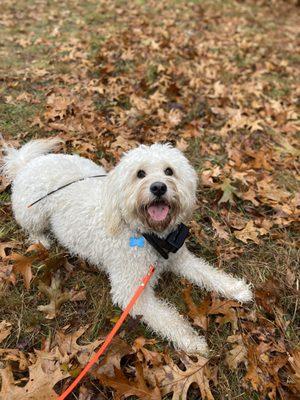 Our hiking dogs are equipped with Garmin satellite gps trackers.