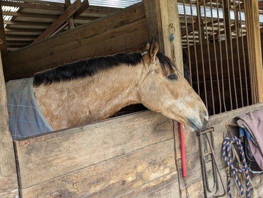 Top Brass (Bradley), 6 year old, gelding