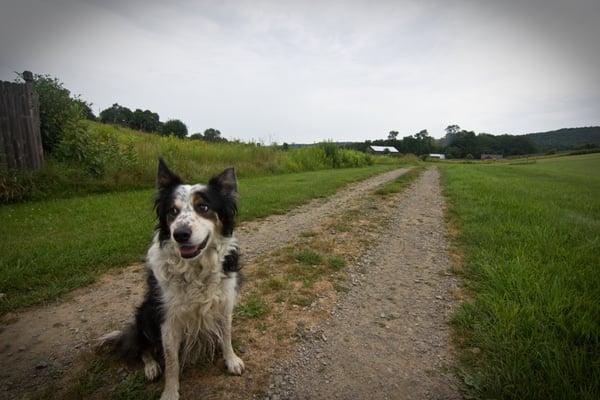 Archie is pretty constantly happy here