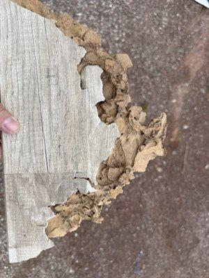 Wood flooring eaten by termites