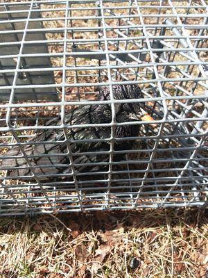 Bird removed from chimney