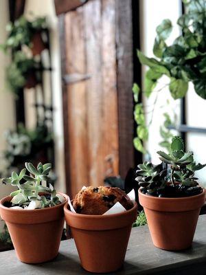 Come for the Succulent Bar, Stay for the Flower Pot Muffins