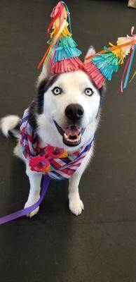 Jenga practicing dressing up in Obedience 3 classes for Therapy Dog training