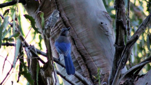 Steller's Jay