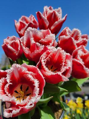 Tulips in garden center