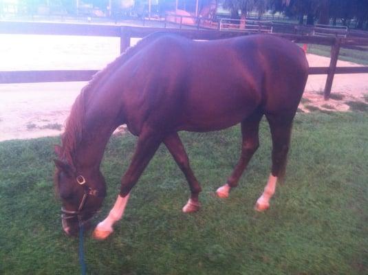 "Khahpur" having a snack in the sunset at the farm.