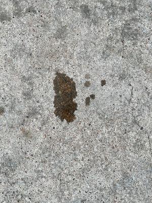 Oil leak as soon as my wife pulled into the driveway