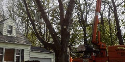 Tree Trimming