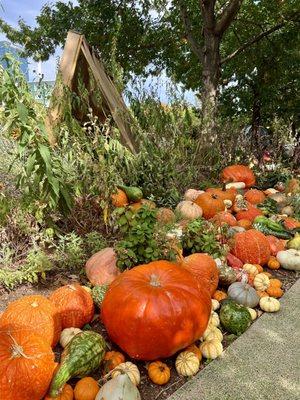 Pumpkinville experience at the Myriad Botanical Gardens. October 2023.