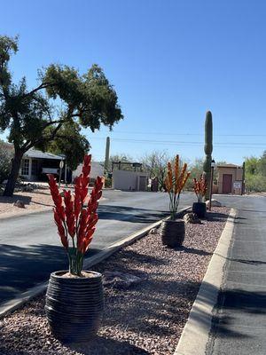 Beautiful selection of pots and flowers for our HOA