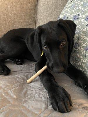 Maisy with a bone