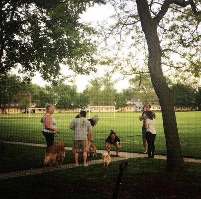 Impromptu gathering of neighbors and their dogs